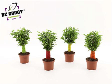 Ficus Be Jute Stem Colour Stem