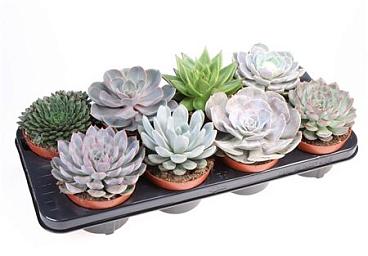 Echeveria Mix Extra