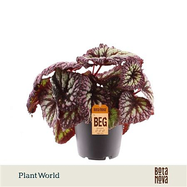 Begonia Rex Fireworks
