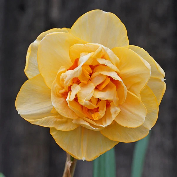 Нарцисс махровый Вайлон