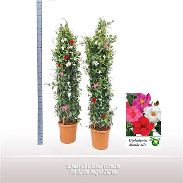 Mandevilla Red Triple Arch