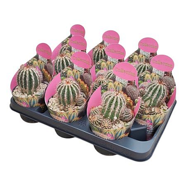 Echinopsis Haku-jo Maru Potcover