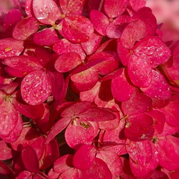 Гортензия метельчатая Меджикал Маунт Фуджи