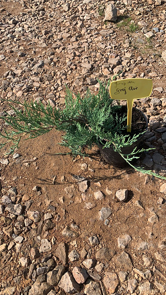 Можжевельник виргинский Грей Оул