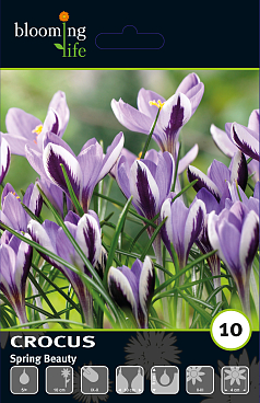 Крокус ботанический Спринг Бьюти