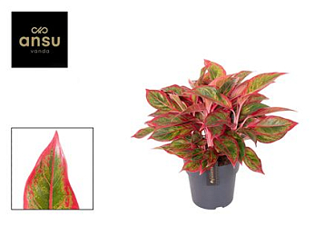Aglaonema Jungle Lava