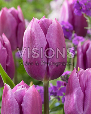 Тюльпан триумф Блю Бьюти