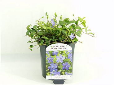 Vinca Minor