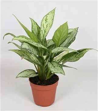 Aglaonema Silver Queen Compact