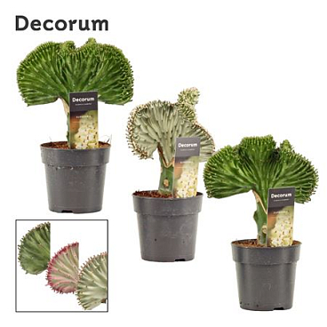 Euphorbia Lactea Mix (dec)