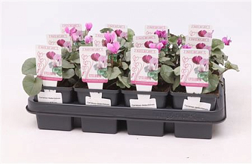 Cyclamen Hed Pink