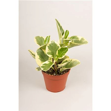 Peperomia Usa