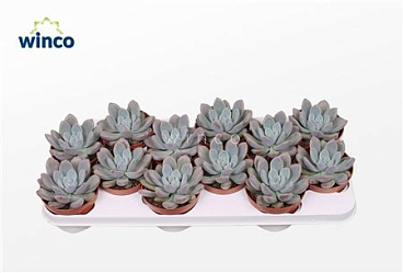 Graptoveria Opalina