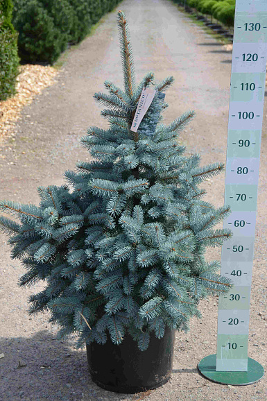 Ель колючая Ольденбург