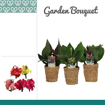 Canna Cannova Mix In Basket Ruby
