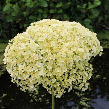 Гортензия древовидная Баунти