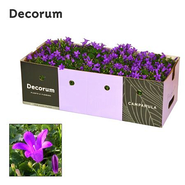 Campanula Porto Longlife Showbox (decorum)