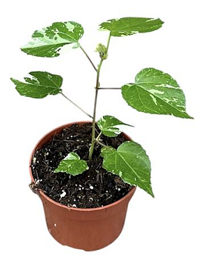 Hibiscus Variegata