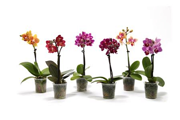 Phal 1st Mini Mix (vg)