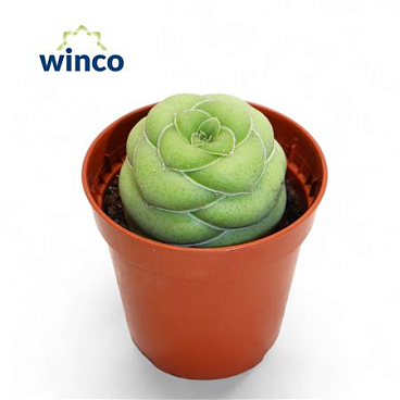 Crassula Hemisphaerica