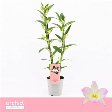 Dendr Nob 2st Kumiko 2 Orchid Collection