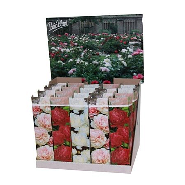 Paeonia Mix