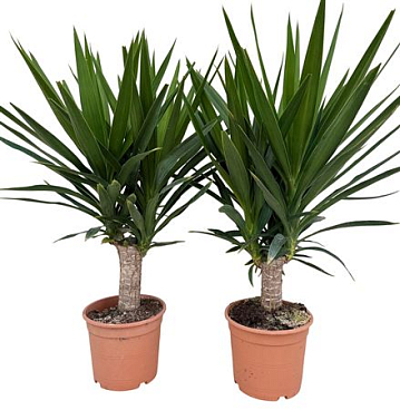 Yucca On Stem Big Head