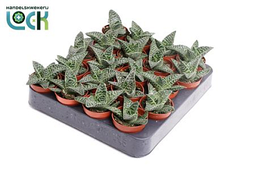 Aloe Varigata