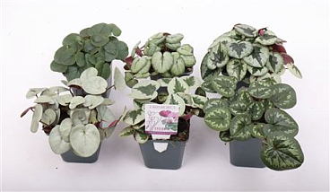 Cyclamen Coum Mix