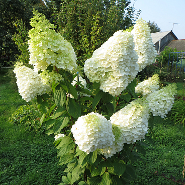 Гортензия метельчатая Меджикал Мунлайт в тубе