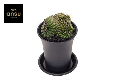 Gymno Spineless Crested