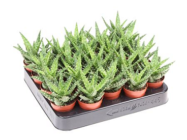 Aloe Squarosa