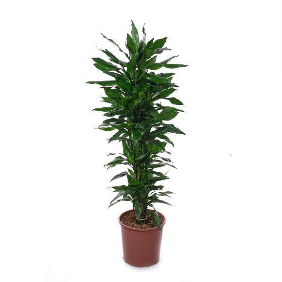 Драцена фрагранс Джанет Линд разветвленная