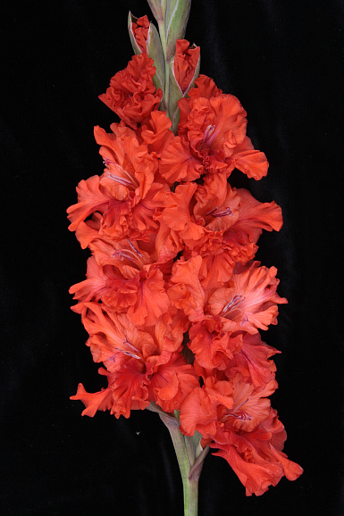 Гладиолус крупноцветковый Метель Августа