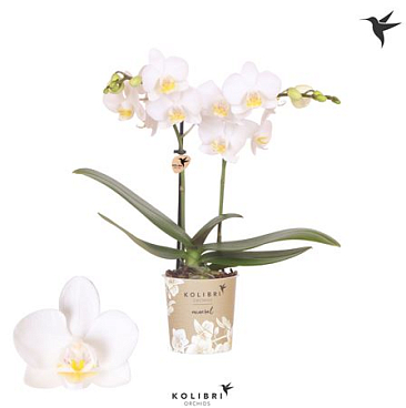 Phal 2st Norway 22+ (ok)