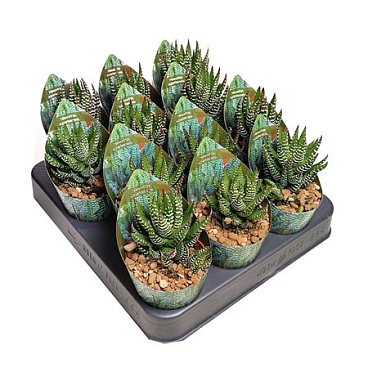 Haworthia Superfasciata Potcover