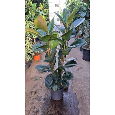 Ficus El Robusta 2pp