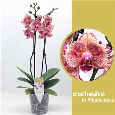 Phal 2st Pirate Picotee Peloric 14+ (phaelenova)