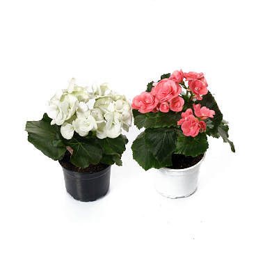 Бегония элатиор микс | Оптовая цветочная компания «Флора Групп» Бегония элатиор микс