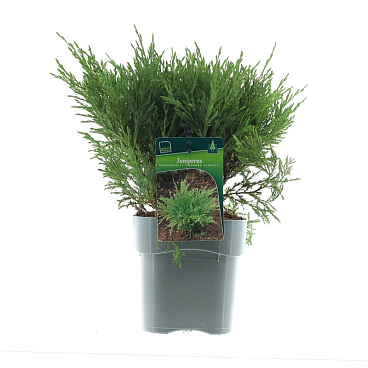 Можжевельник горизонтальный Андорра Компакта
