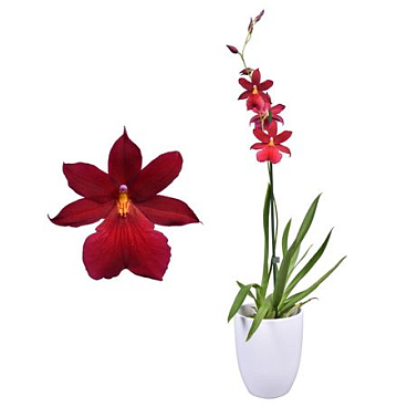 Cambria 1st Nelly Isler Red Velvet In White Cerami