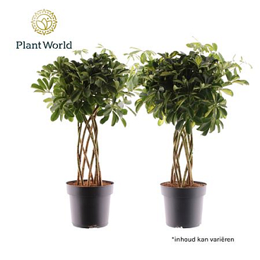 Schefflera Tube Mix