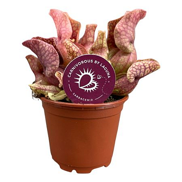 Sarracenia Sylwia