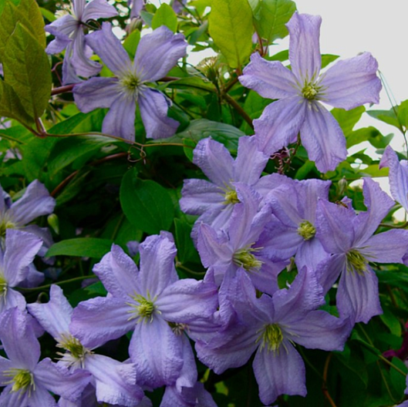 Клематис фиолетовый Принц Чарльз