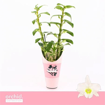 Dendr Nob 2st Apollon Orchid