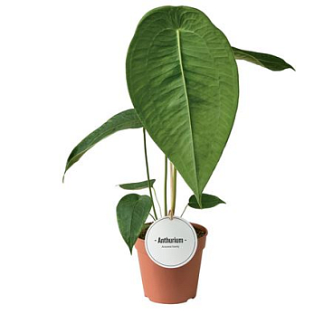 Anthurium Peltigerum