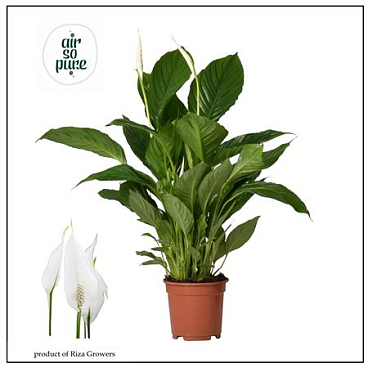 Spath Vivaldi 3+ (air So Pure)