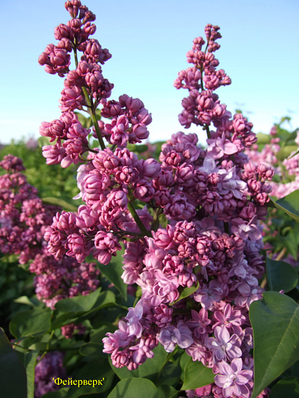 Сирень обыкновенная Фейерверк
