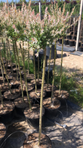 Ива цельнолистная Хакуро Нишики штамб 120