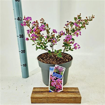 Lagerstroemia Indica With Love Eternal